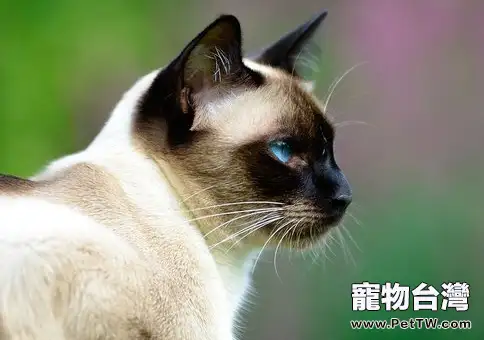 暹羅貓毛色會隨年齡和溫度變化