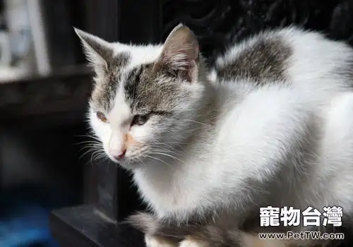 養貓的人更需管理自己的情緒？