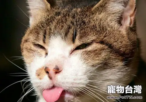 貓咪愛咬人怎麼辦？