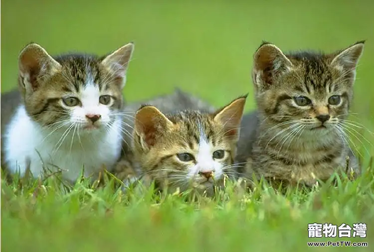 如何同時飼養幾隻貓（1圖）-寵物台灣