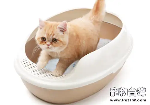 如何解決貓砂氣味難聞問題