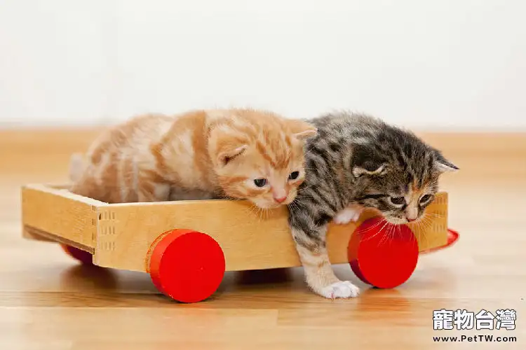 如何正確利用貓咪玩具