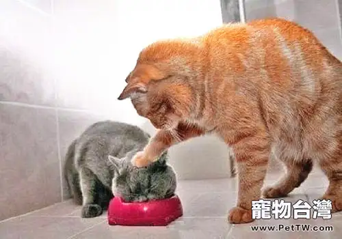 糾正貓咪異常攝食的辦法