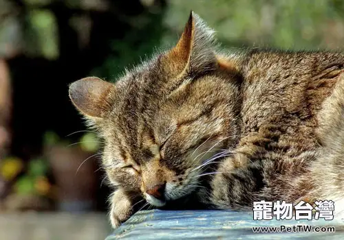 中國人適合養什麼貓？