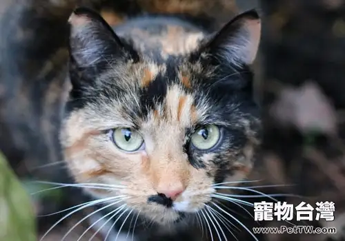 日本人適合養什麼貓？
