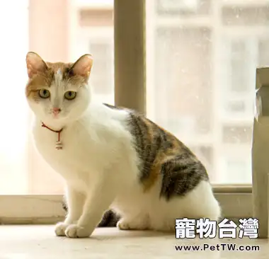 公的三花貓都不能生育嗎(1圖)-寵物台灣
