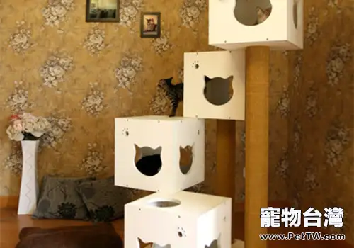 選擇貓爬架的四個注意事項（1圖）-寵物台灣