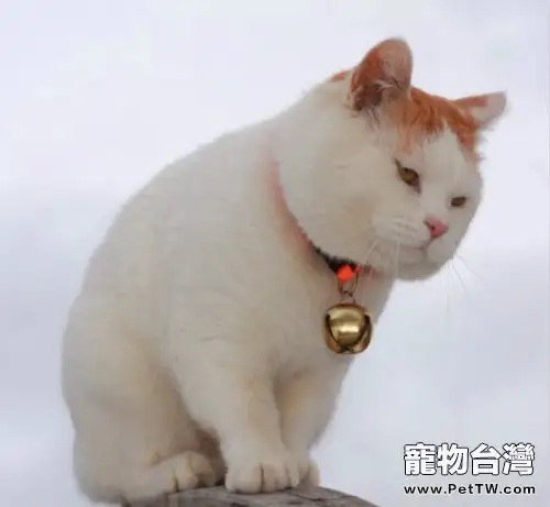 如何防止貓咪減肥反彈（1圖）-寵物台灣