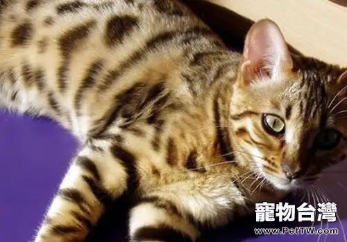 埃及貓是神的化身?(1圖)-寵物台灣