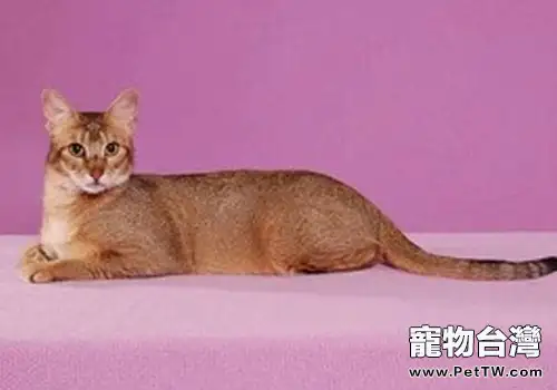 希姆利克貓和曼島貓有什麼關係？