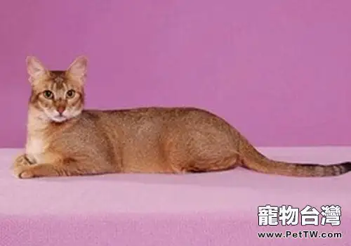 希姆利克貓和曼島貓有什麼關係?(1圖)-寵物台灣