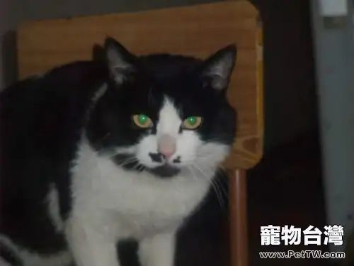 貓眼晚上會發亮的秘密(1圖)-寵物台灣