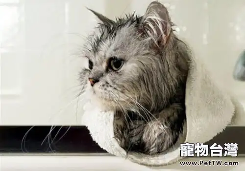 一種貓咪免水乾洗的方法