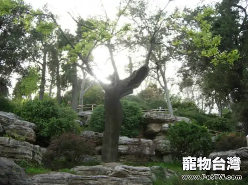 歷史上的「貓奴」——嘉靖皇帝