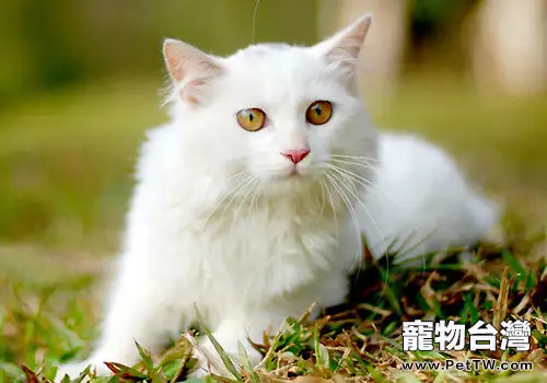 山東獅子貓有哪些品種