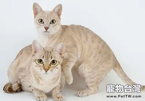 澳大利亞土生土長的霧貓長什麼樣?(1圖)-寵物台灣