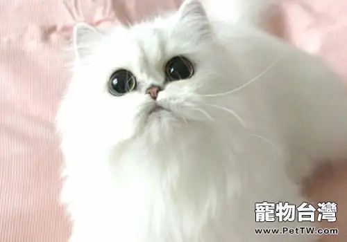 搞不清波斯貓和山東獅子貓?掌握以下三點就可以啦!(1圖)-寵物台灣