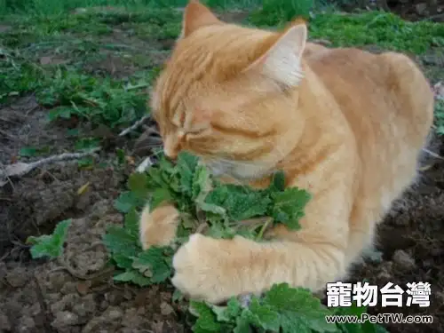 讓貓咪瘋狂的貓薄荷究竟是什麼（1圖）-寵物台灣