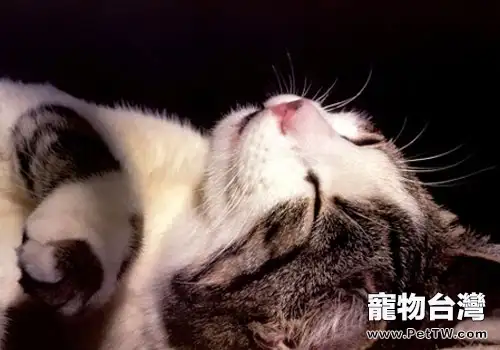貓咪也愛吃蔬菜？