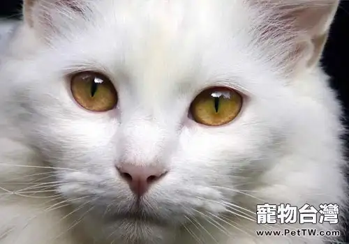 波斯貓多少錢一隻?(1圖)-寵物台灣