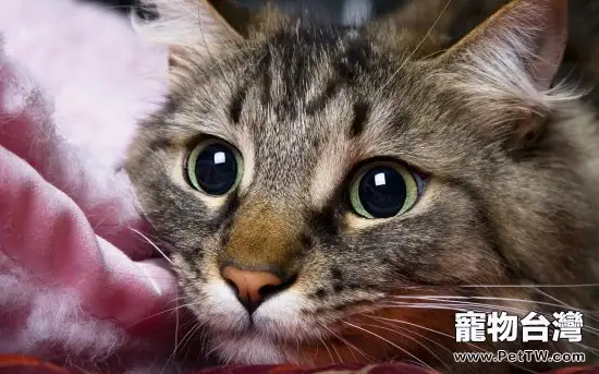 優質貓糧也需要試用其安全性(1圖)-寵物台灣