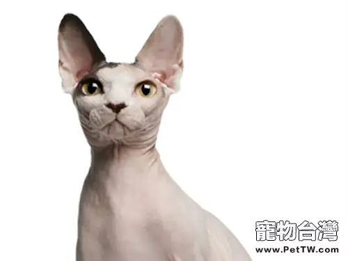 斯芬克斯貓(加拿大 無毛貓)你瞭解多少(1圖)-寵物台灣