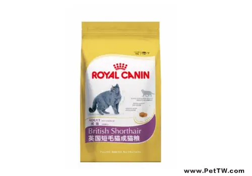 英國短毛貓正確的飼養方式是什麼?(1圖)-寵物台灣