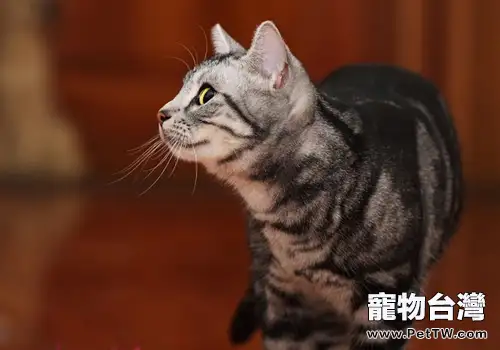 美國短毛貓粘人嗎(1圖)-寵物台灣