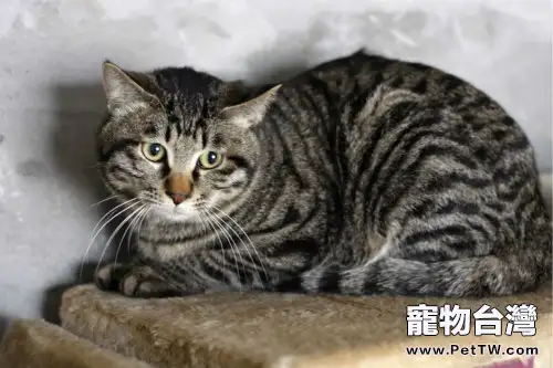 十二生肖中為什麼沒有貓(1圖)-寵物台灣