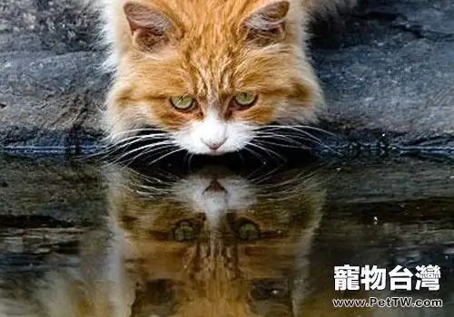 貓咪的怪癖：喝髒水？