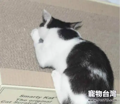 貓抓沙發太煩惱如何解決