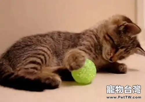 貓咪喜歡玩毛茸茸的球？