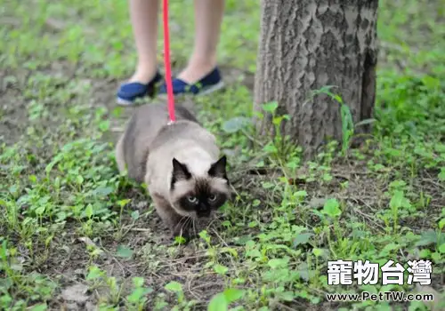 飼養暹羅貓的幾個小技巧