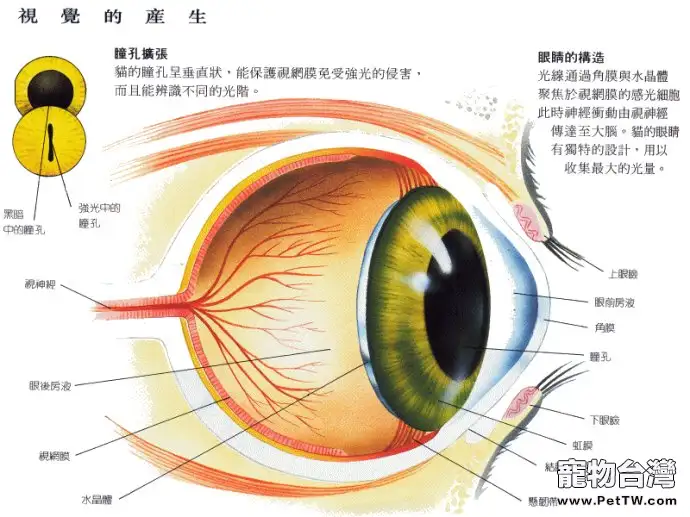 貓咪眼中的世界是綠色的 你知道嗎