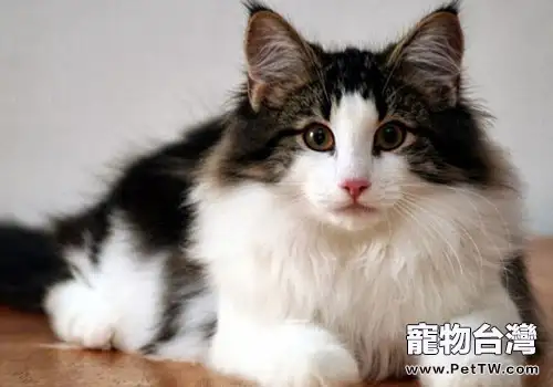 受人歡迎的挪威森林貓是如何產生的?(1圖)-寵物台灣