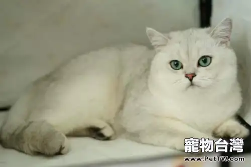 挑選銀色漸層英國短毛貓的幾個注意點(1圖)-寵物台灣