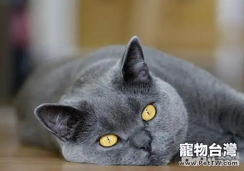 英國短毛貓的性格特徵(1圖)-寵物台灣