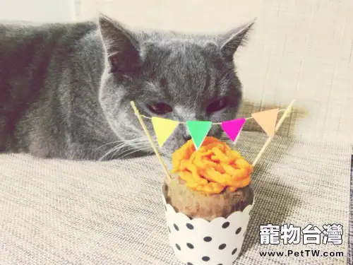 貓咪為什麼不吃甜的東西