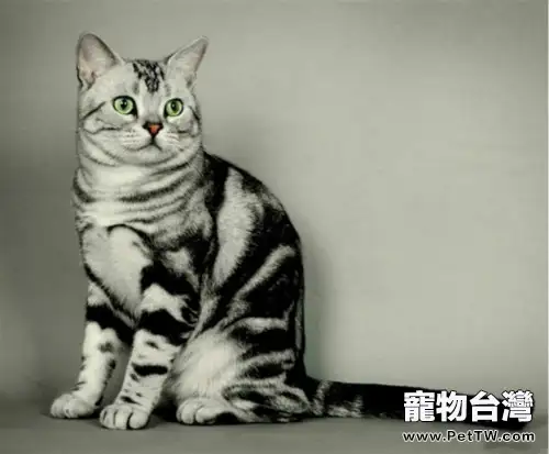 中華田園貓的品種
