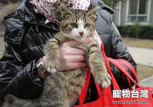 救助流浪貓，我是認真的