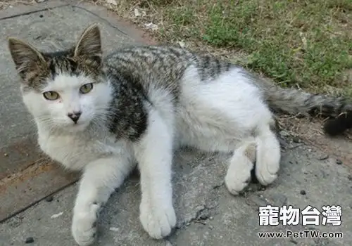 救助流浪貓，我是認真的