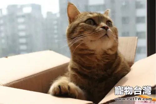 貓咪為什麼喜歡箱子
