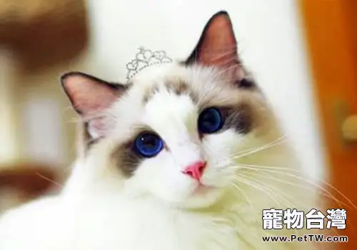 以下錯誤的養貓方法，各位可千萬不能學哦！（1圖）-寵物台灣