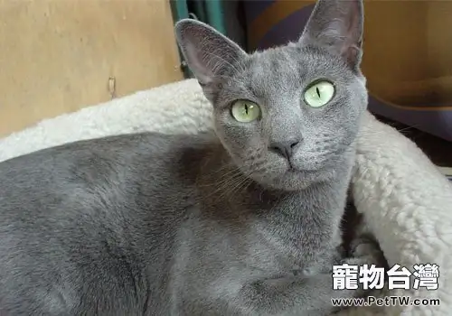 如何判斷純種俄羅斯藍貓(1圖)-寵物台灣