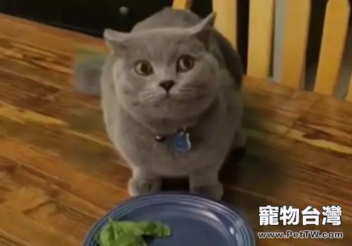 貓咪偷吃東西怎麼辦