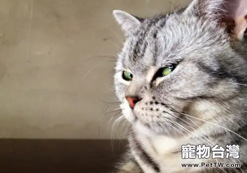 為什麼貓咪性格比狗高冷的多？（1圖）-寵物台灣