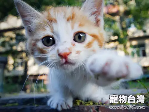 新手如何檢查幼貓的身體健康(1圖)-寵物台灣