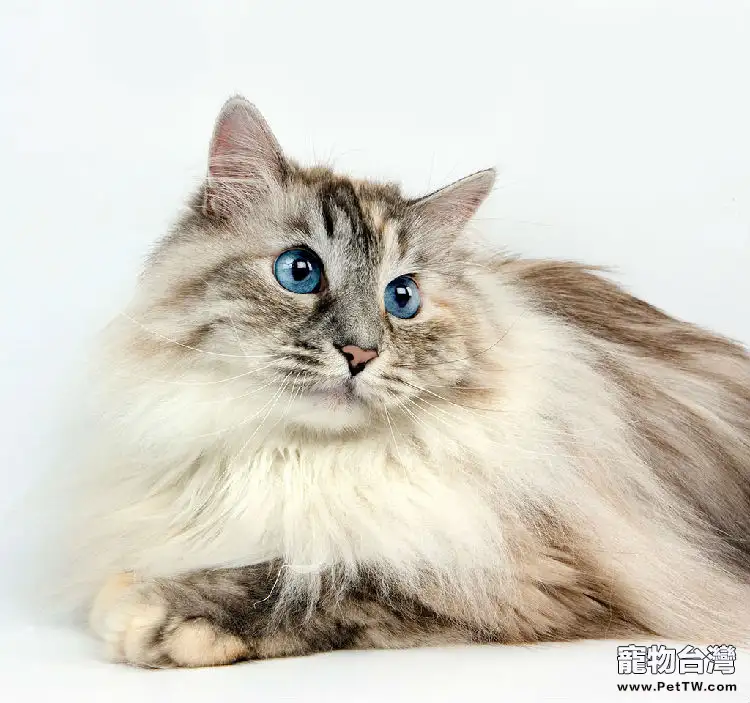 寵物貓之西伯利亞貓的品種特徵介紹