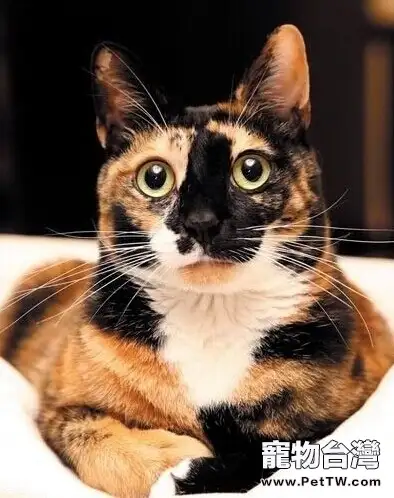 寵物貓之玳瑁貓品種介紹圖片介紹