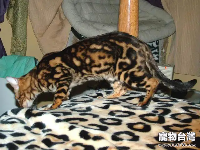 孟加拉豹貓有什麼特點？孟加拉豹貓好養嗎